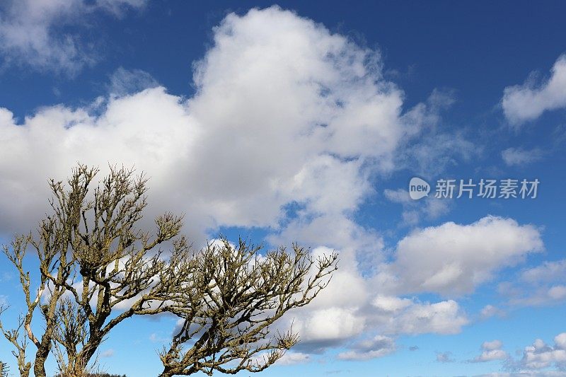 蓝天下的花树俯视图