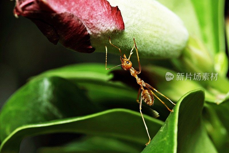 蚂蚁试着爬花。