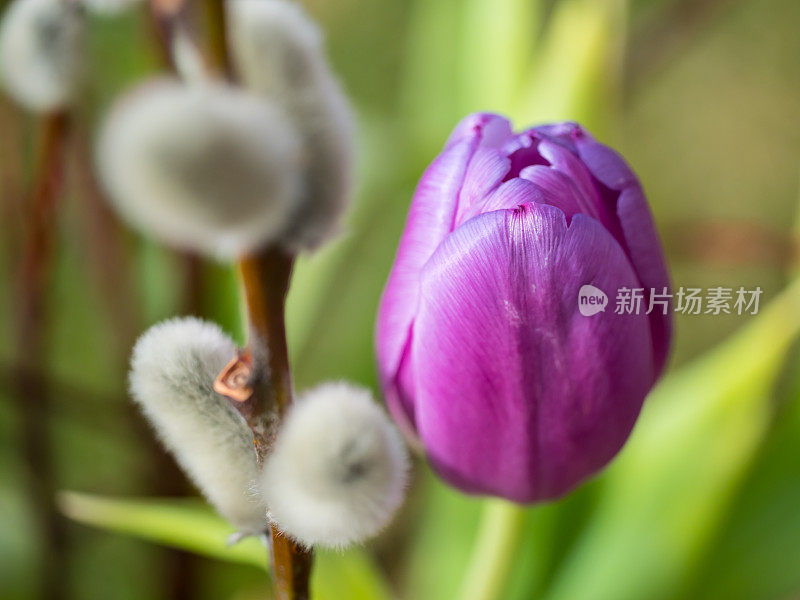 春天的花朵