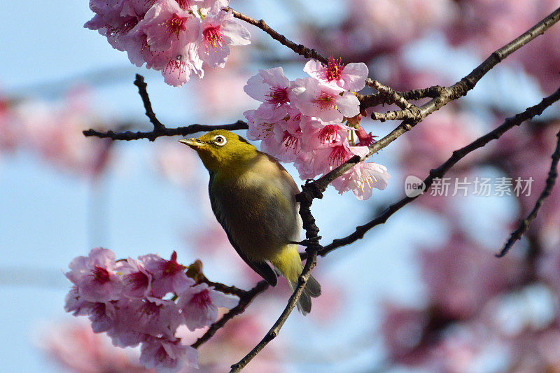 樱花和日本白眼