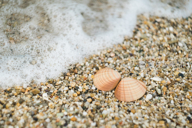 在海浪中打开贝壳对