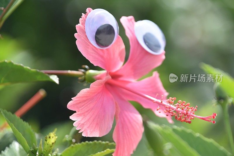 花眼睛