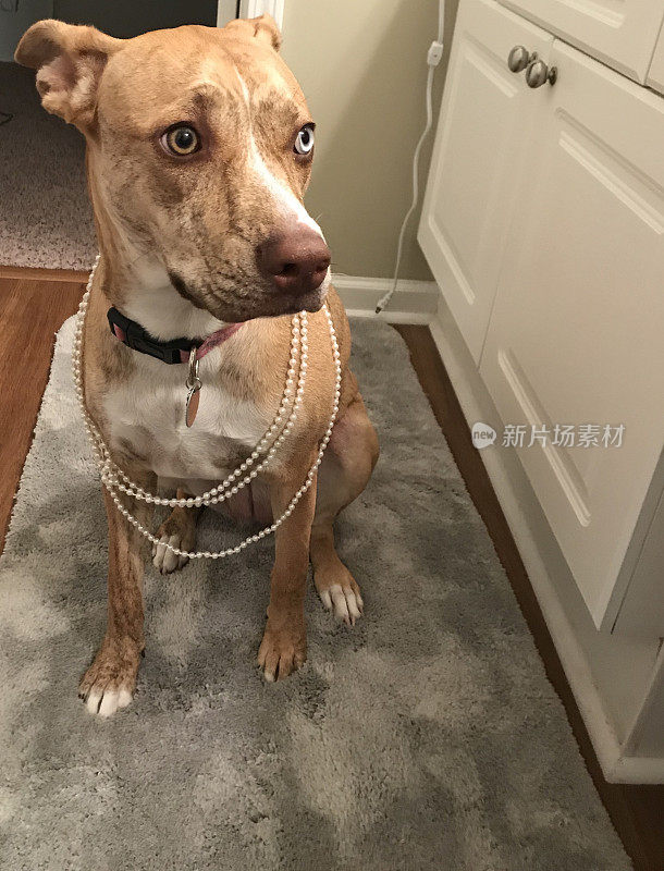 迪克西狗戴着珍珠项链
