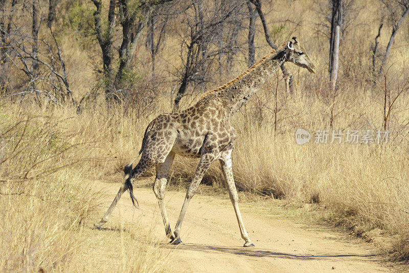 津巴布韦马托博国家公园里的长颈鹿