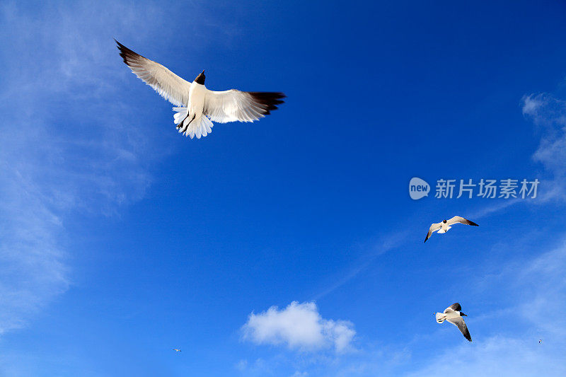 一群海鸥飞过晴朗的天空