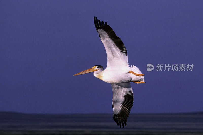 飞行中的白鹈鹕