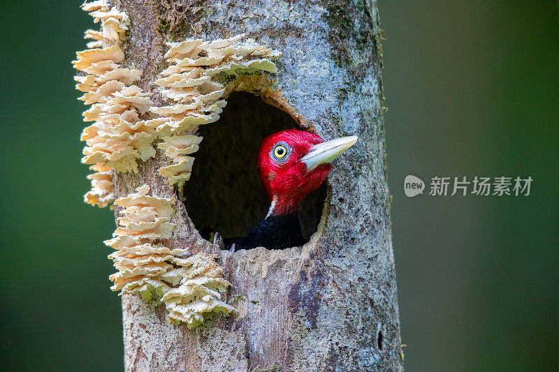 哥斯达黎加，塞尔瓦佛得角，树洞里的白嘴啄木鸟