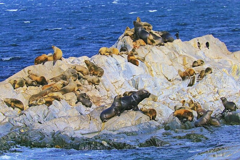 海狮和海豹岩石岛殖民地比格尔海峡-乌斯怀亚-火地岛
