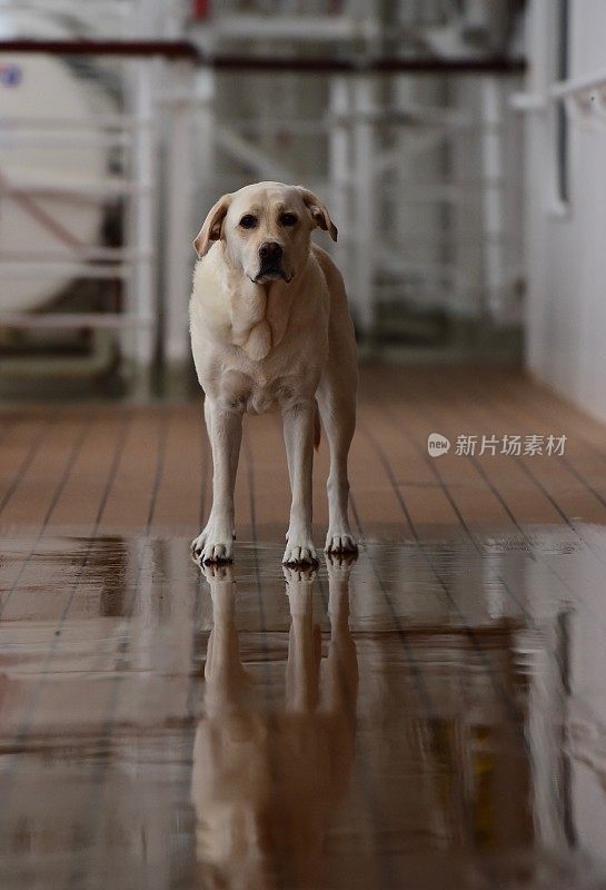 船上甲板上的拉布拉多寻回犬