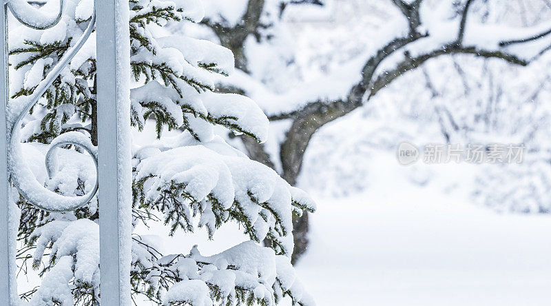 后院冬季暴风雪松树