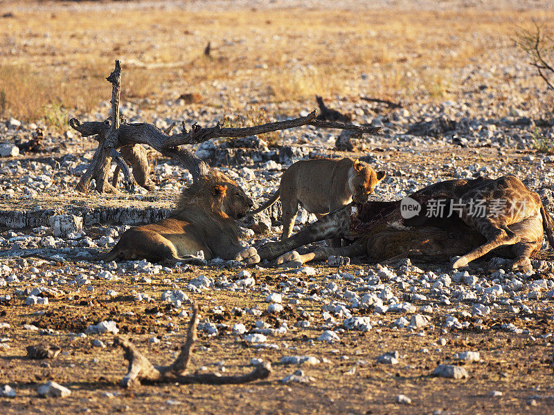 狮子家族正在吃一只死去的长颈鹿