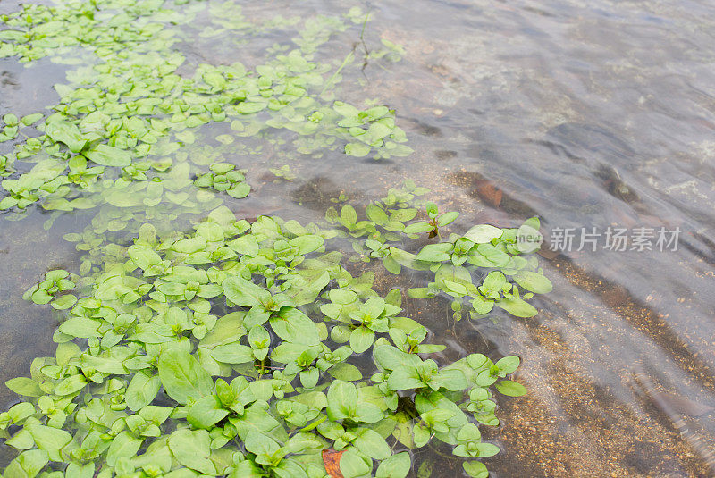 水生植物