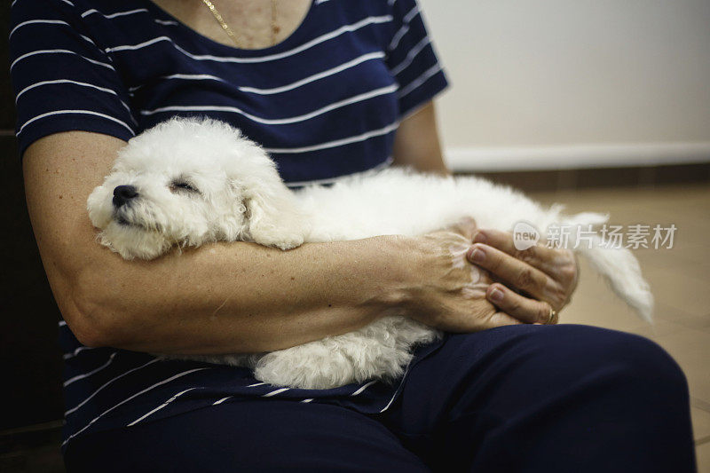 比熊犬睡在主人腿上