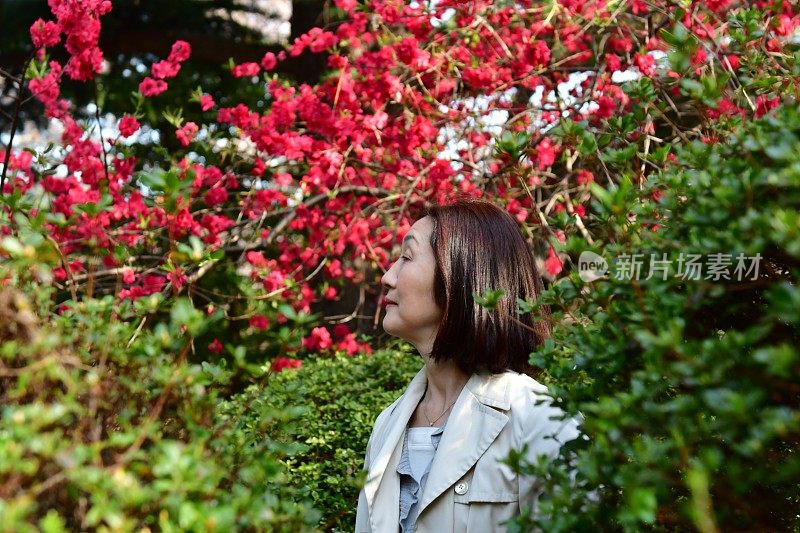 日本女人在东京的公园里欣赏红桃花