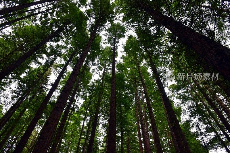 红杉林自然背景