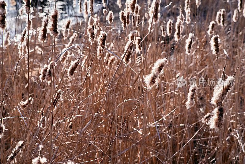 干芦苇，背阳光