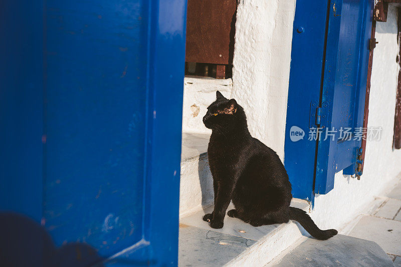 黑猫坐在希腊圣托里尼岛伊亚市一所房子的门廊上