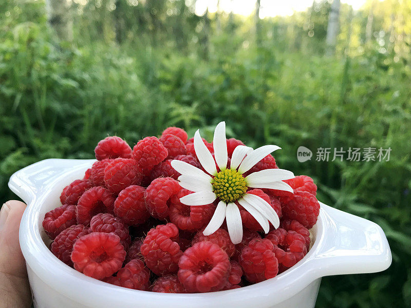 一个女人端着一碗从我的乡村花园摘来的新鲜多汁的覆盆子