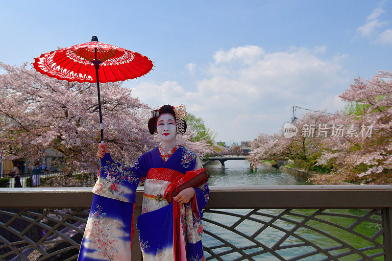 穿着美子服饰的日本女人在京都的桥上欣赏樱花