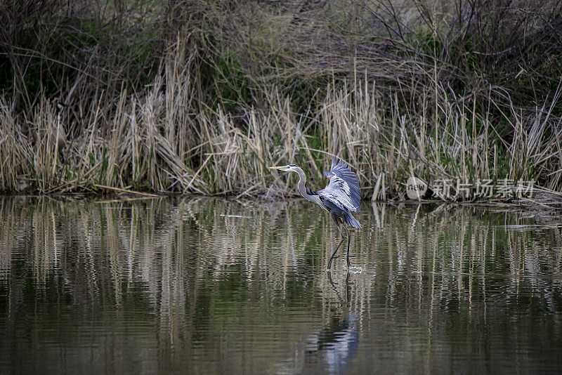 大蓝鹭在小湖里找鱼