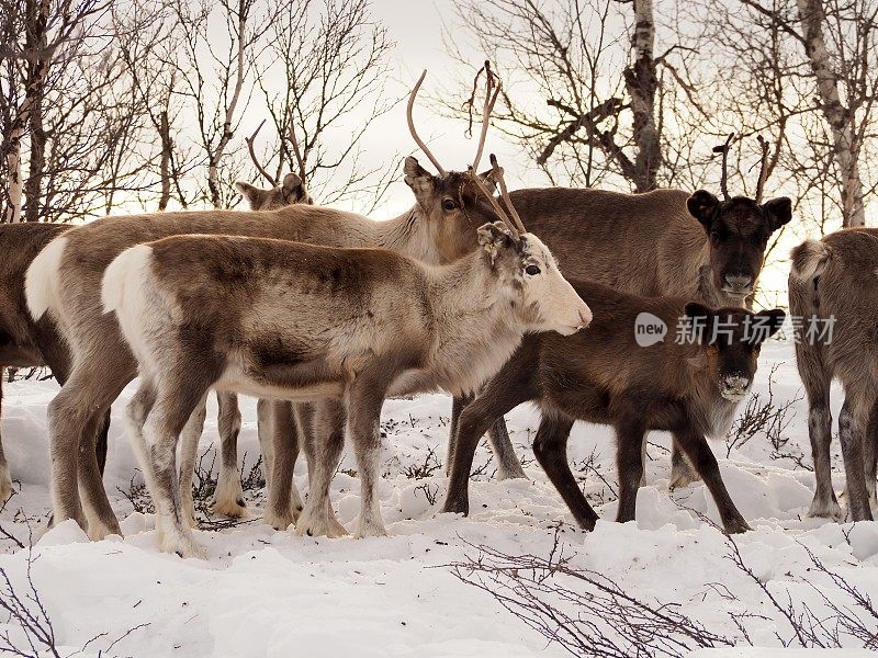 一群驯鹿在雪地里