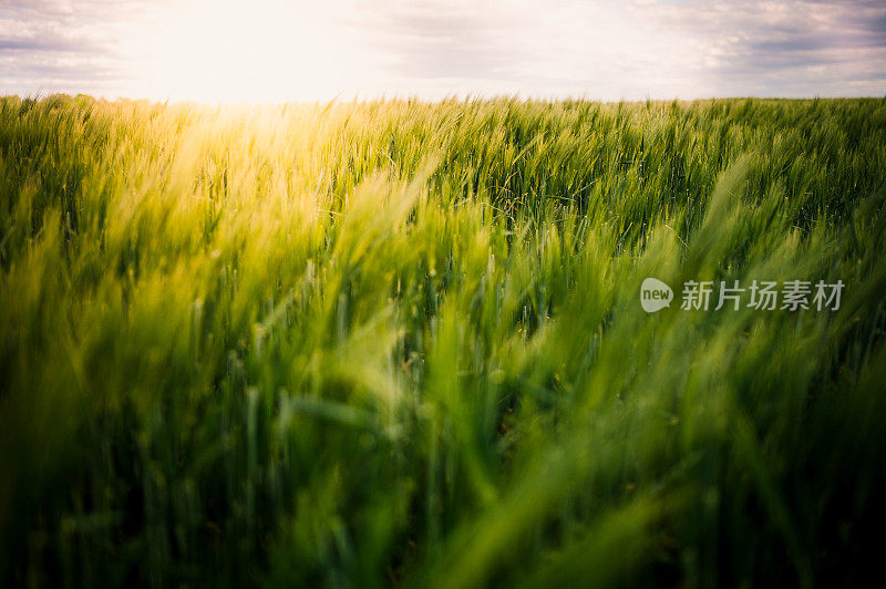 蓝天下，绿油油的麦田在微风中摇曳