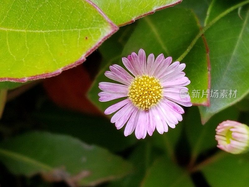 飞蓬属植物、