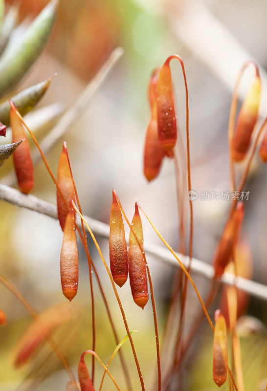 莫斯Sporophytes