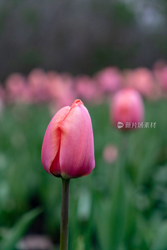 加拿大郁金香节在雅克卡地亚公园，渥太华，加拿大