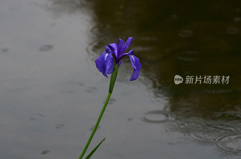 花园在金泽