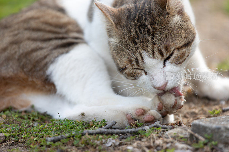 流浪猫在街上休息