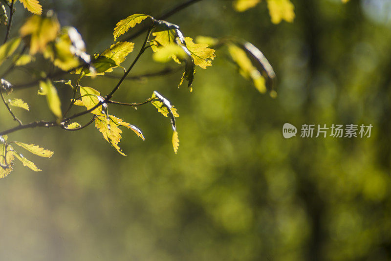 橡树的枝叶在明亮的阳光下背光，带有强烈的镜头光晕和艺术散景。