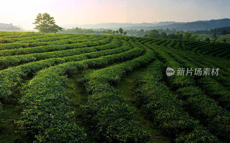 黄昏时分的茶园