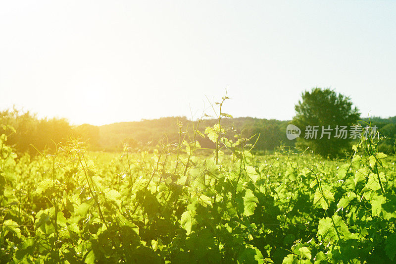 法国普罗旺斯，日出时葡萄园的美景