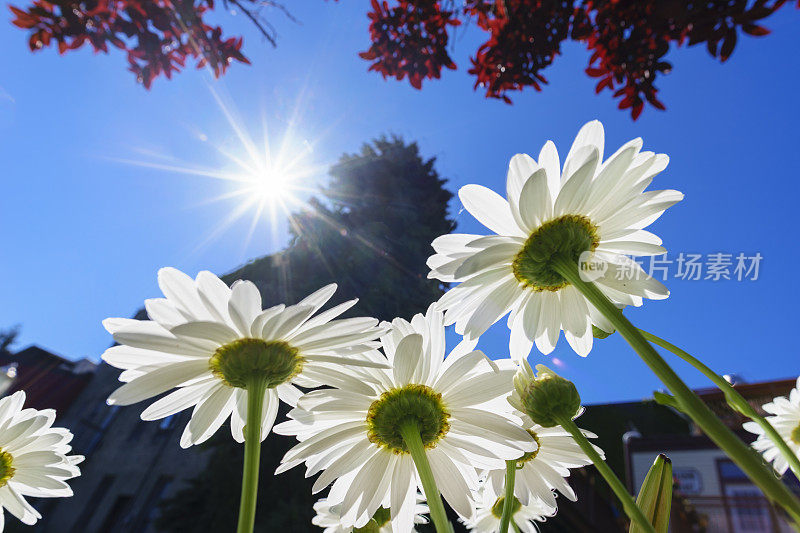 雏菊花和夏日天空