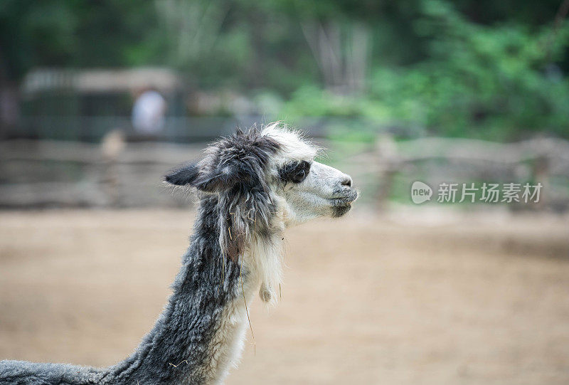 羊驼特写