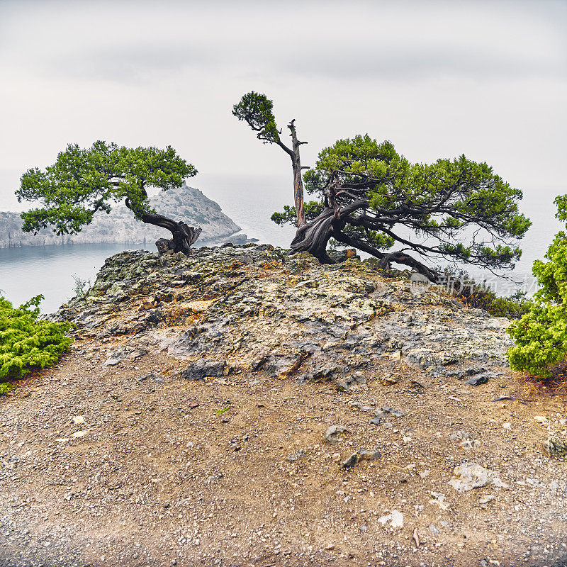 克里米亚，岩石上，海面上，天空上生长着老杜松树