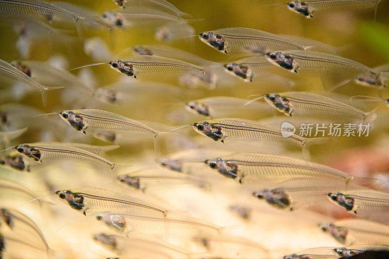 水族箱中的观赏鱼群