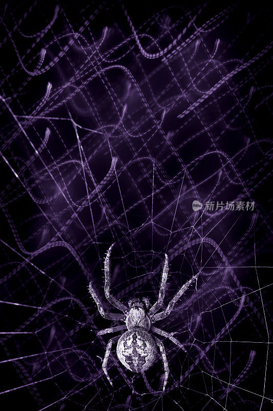 蜘蛛网网络概念