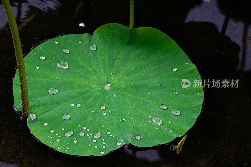 池塘里有荷叶和莲子