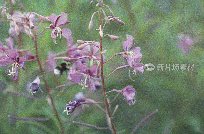 大黄蜂靠近紫色的杂草