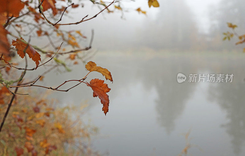 不列颠哥伦比亚省湿地上的秋叶