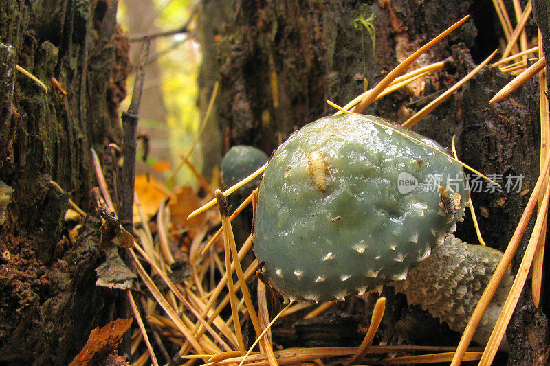 带有类似有毒的铜绿球藻的蓝色真菌的难看的绿色。像蘑菇一样的可食用蘑菇，帽子上有条虫子。有毛虫幼虫的黏糊糊的蘑菇。