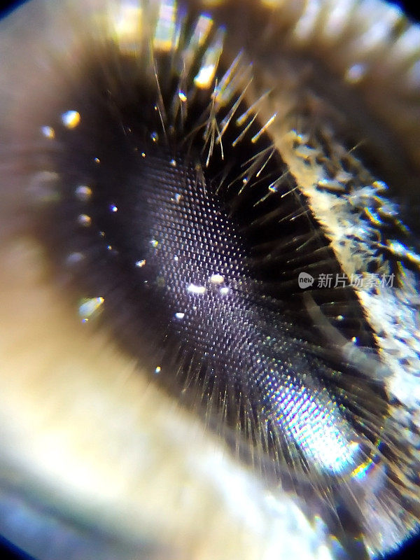 显微镜下的蜜蜂复眼