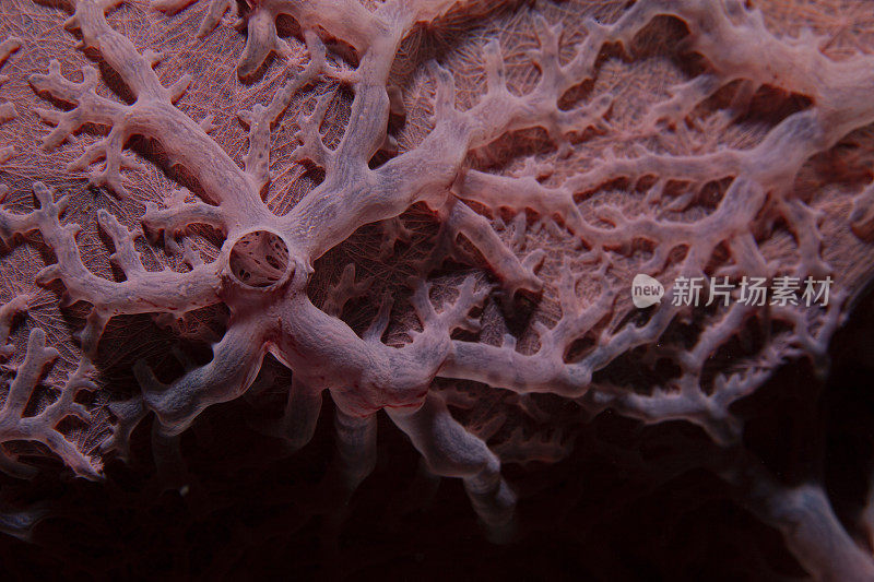 海洋生物珊瑚礁宏观水肺潜水员的观点