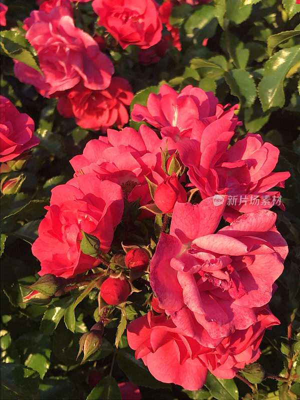 红色玫瑰和花蕾生长在夏季花园的特写图像，一束玫瑰，花瓣和模糊的绿色园艺背景，孤立的单玫瑰灌木生长在户外