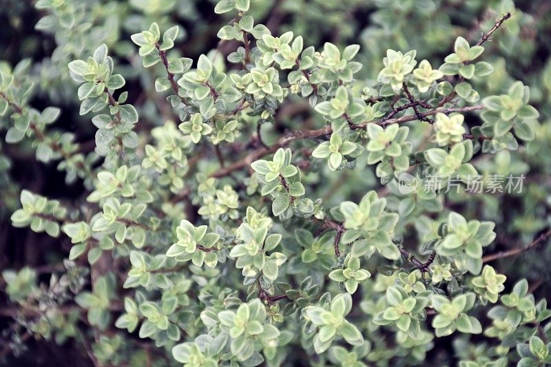 百里香药草植物特写自然背景