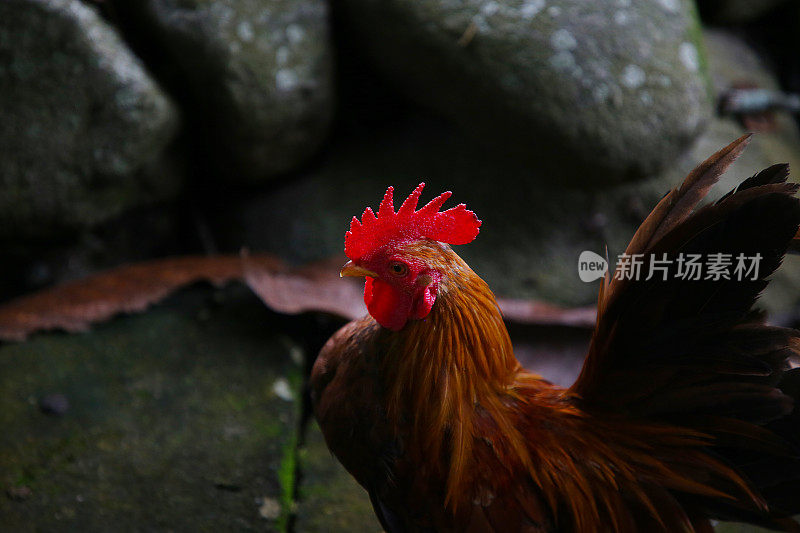 自由放养的公鸡