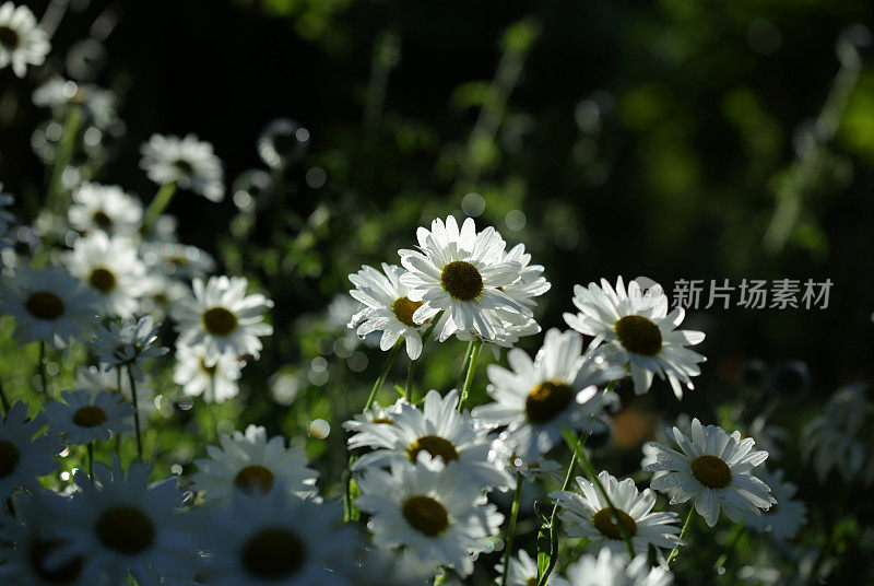 在夏天背光雏菊