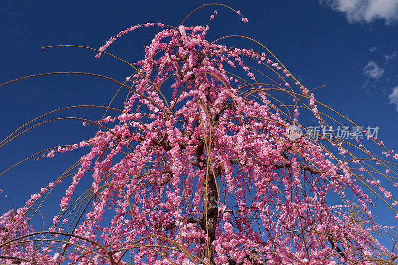 粉白垂梅花盛开在索加贝修梅花林中